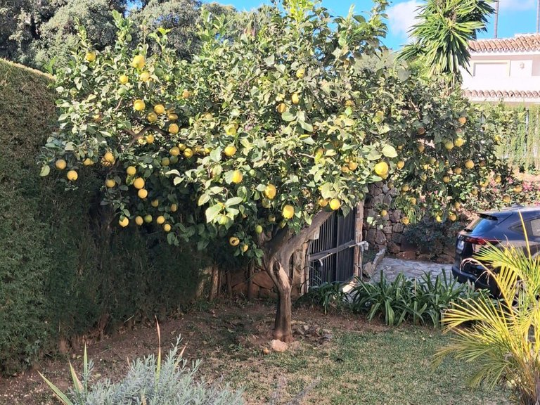 Villa for Sale in Calahonda, Malaga 38