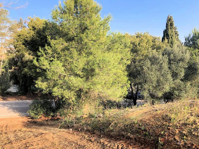 Plot for Sale in Sotogrande Alto, Cadiz 2