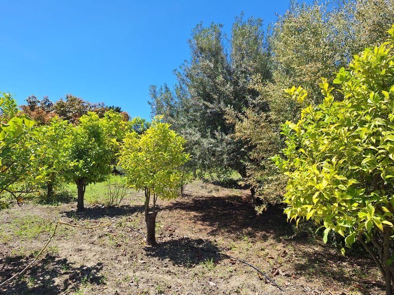 Villa for Sale in Estepona, Malaga 12