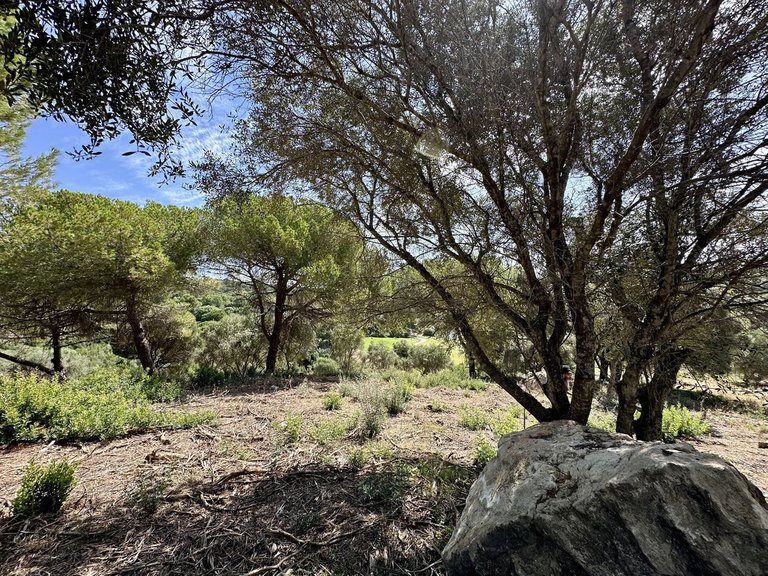 Plot for Sale in Sotogrande, Cadiz 2