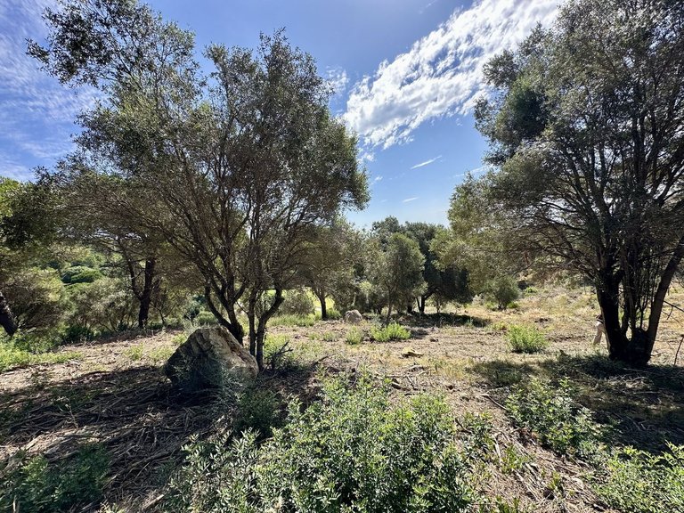 Plot for Sale in Sotogrande, Cadiz 3