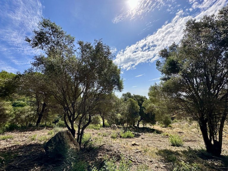 Plot for Sale in Sotogrande, Cadiz 4