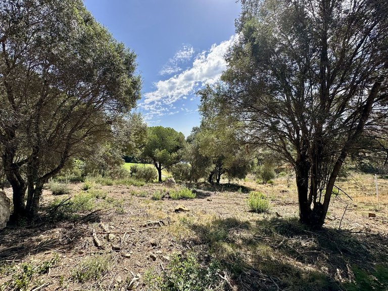 Plot for Sale in Sotogrande, Cadiz 5
