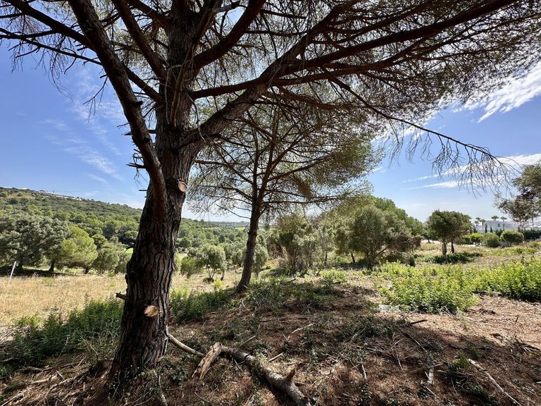 Plot for Sale in Sotogrande, Cadiz 6