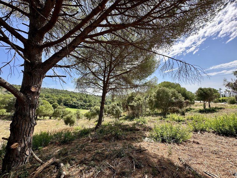 Plot for Sale in Sotogrande, Cadiz 7