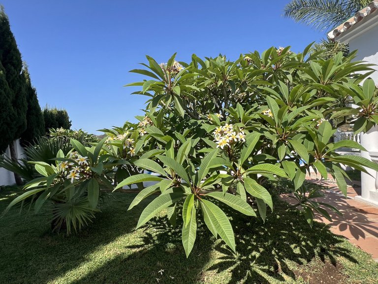 Villa for Sale in Estepona, Malaga 29