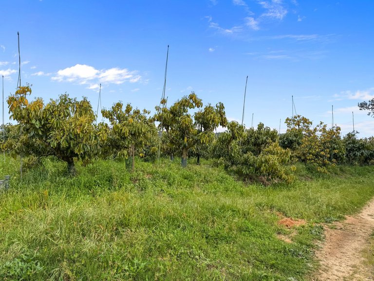 Villa for Sale in Sotogrande, Cadiz 1
