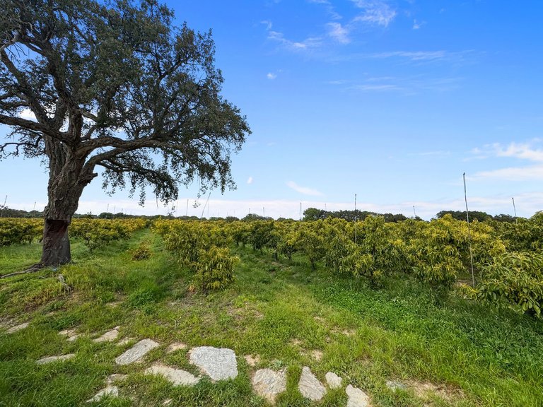 Villa for Sale in Sotogrande, Cadiz 25