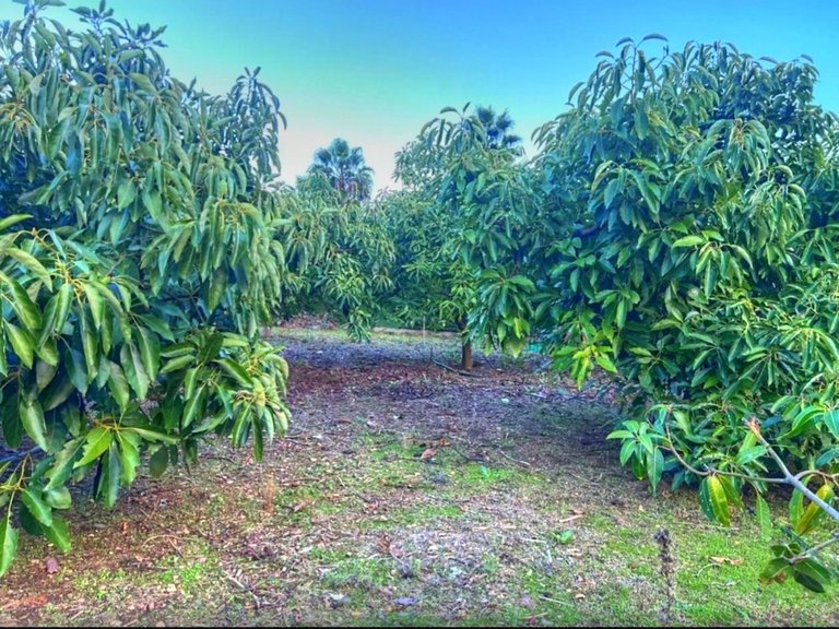 Villa for Sale in Estepona, Malaga 12