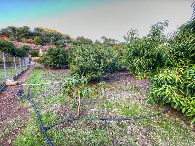 Villa for Sale in Estepona, Malaga 16