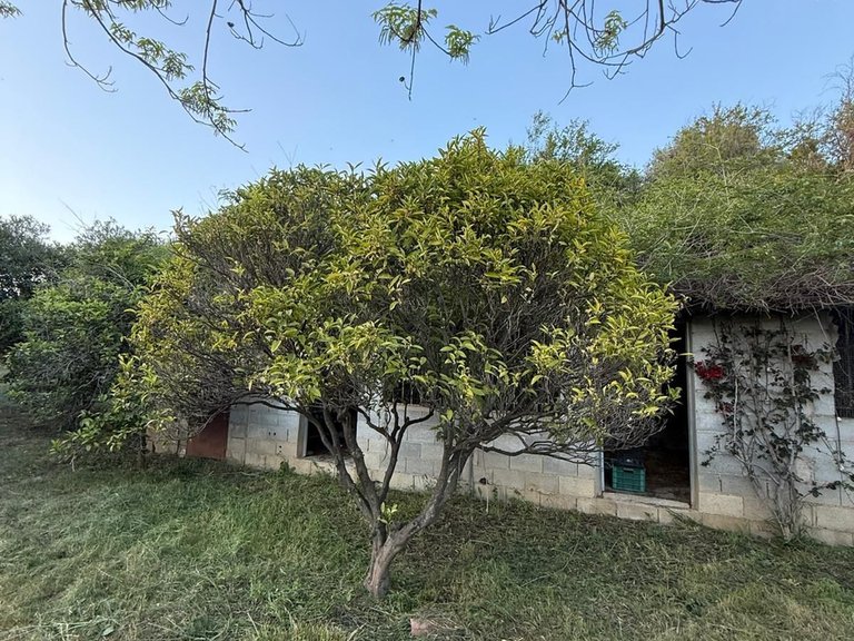 Villa for Sale in Estepona, Malaga 61