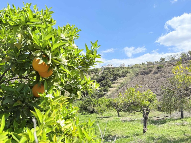 Villa for Sale in Coín, Malaga 30