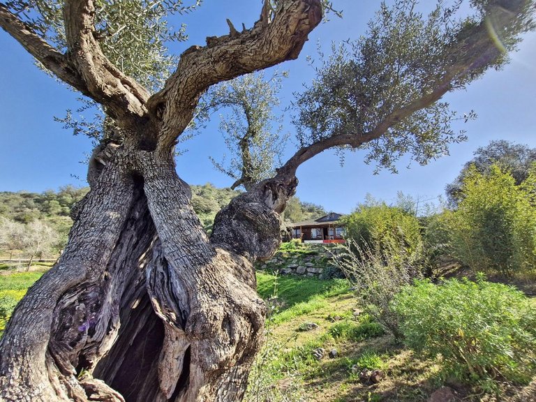 Villa for Sale in Coín, Malaga 19