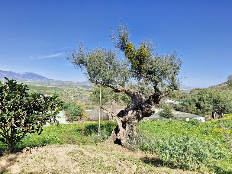 Villa for Sale in Coín, Malaga 34