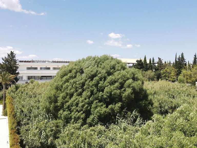 Plot for Sale in Sotogrande, Cadiz 4