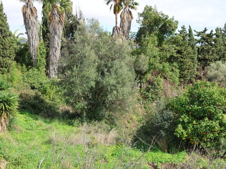 Plot for Sale in Mijas, Malaga 7