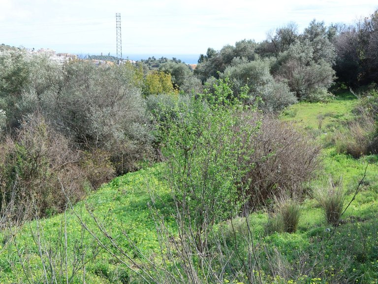 Plot for Sale in Mijas, Malaga 8