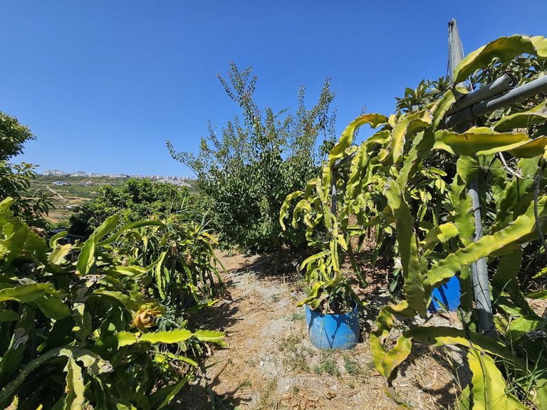 Villa for Sale in Casares, Malaga 9
