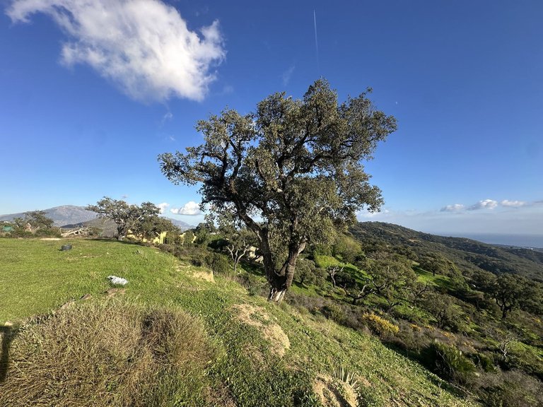 Plot for Sale in La Mairena, Malaga 15