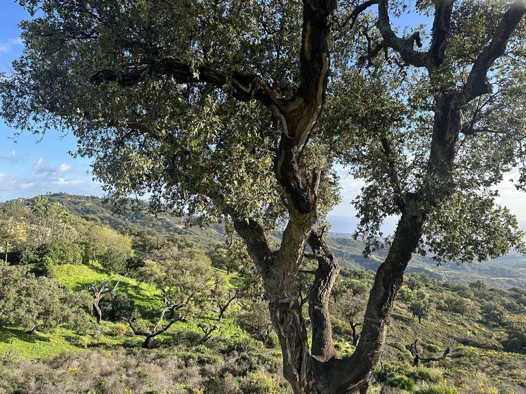 Plot for Sale in La Mairena, Malaga 22
