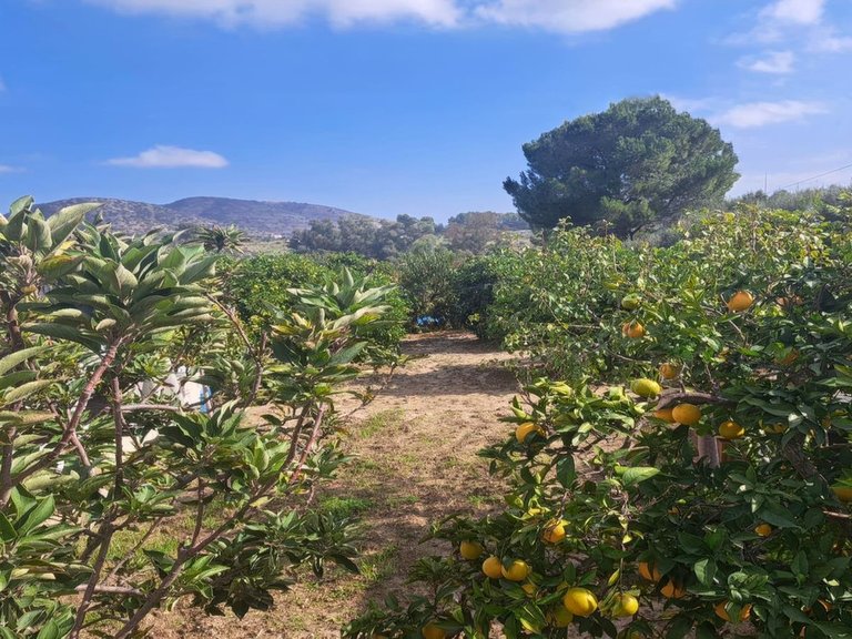 Villa for Sale in Alhaurín El Grande, Malaga 12