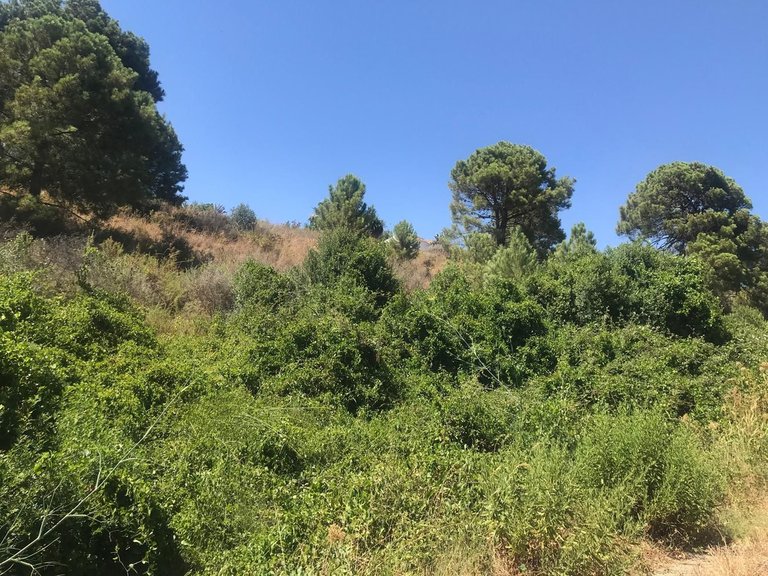 Plot for Sale in Estepona, Malaga 4