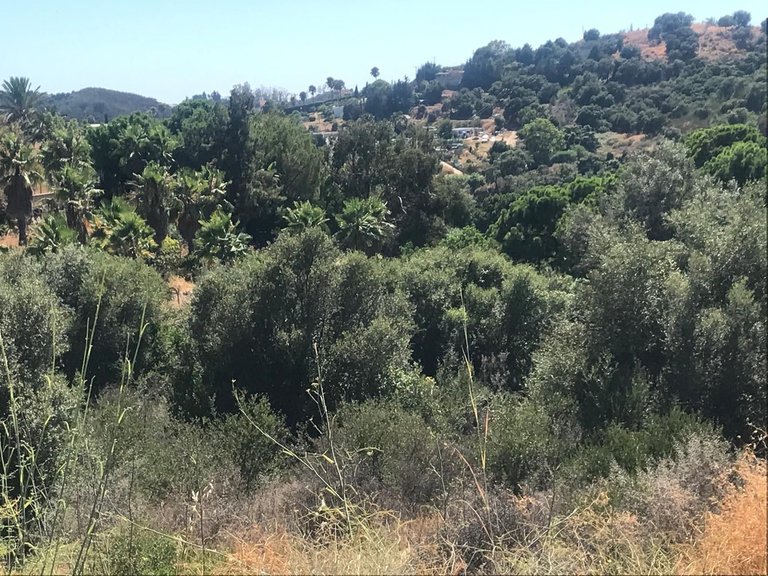 Plot for Sale in Estepona, Malaga 6