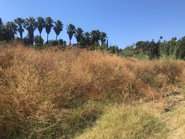 Plot for Sale in Estepona, Malaga 8