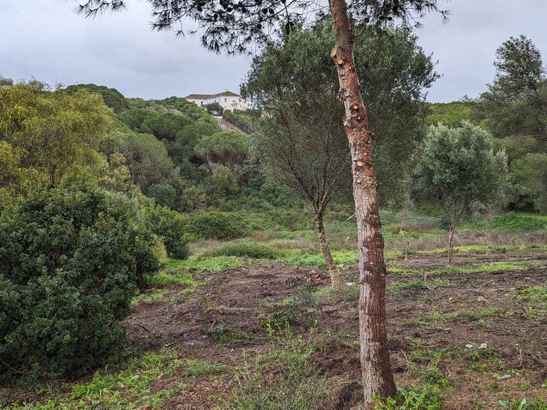 Plot for Sale in Sotogrande, Cadiz 5