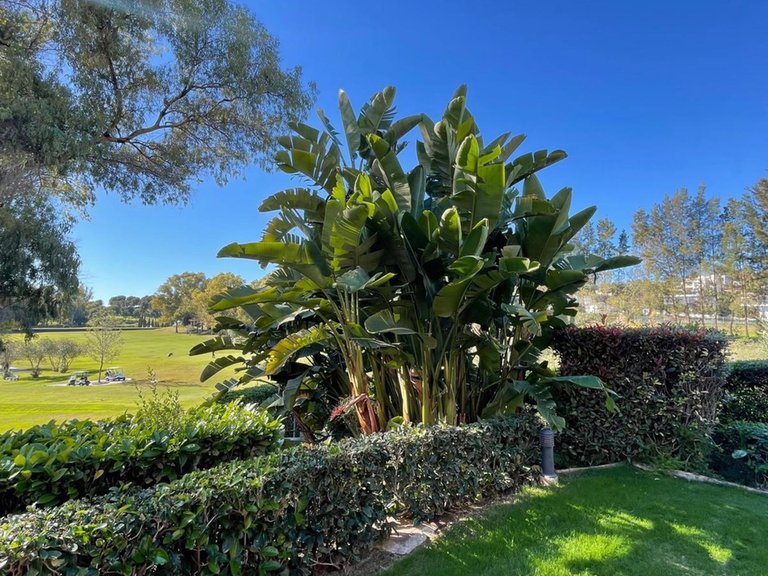 Apartment for Sale in Estepona, Malaga 25