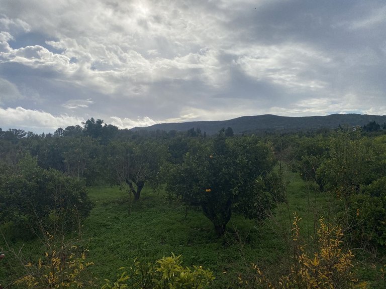 Plot for Sale in Sotogrande, Cadiz 10