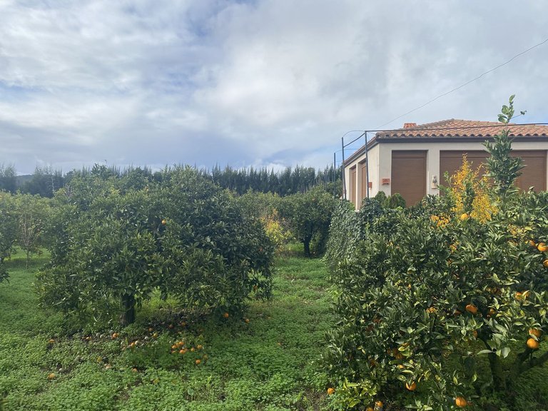 Plot for Sale in Sotogrande, Cadiz 16