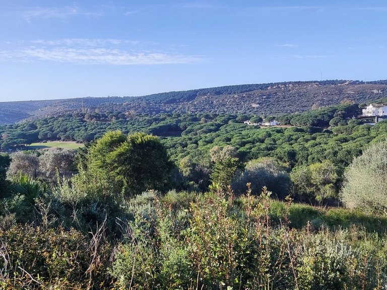 Plot for Sale in Sotogrande, Cadiz 1