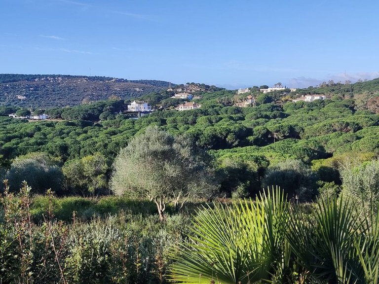 Plot for Sale in Sotogrande, Cadiz 2