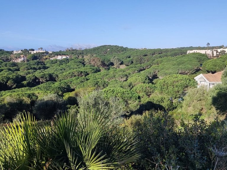 Plot for Sale in Sotogrande, Cadiz 3