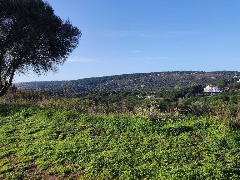 Plot for Sale in Sotogrande, Cadiz 5