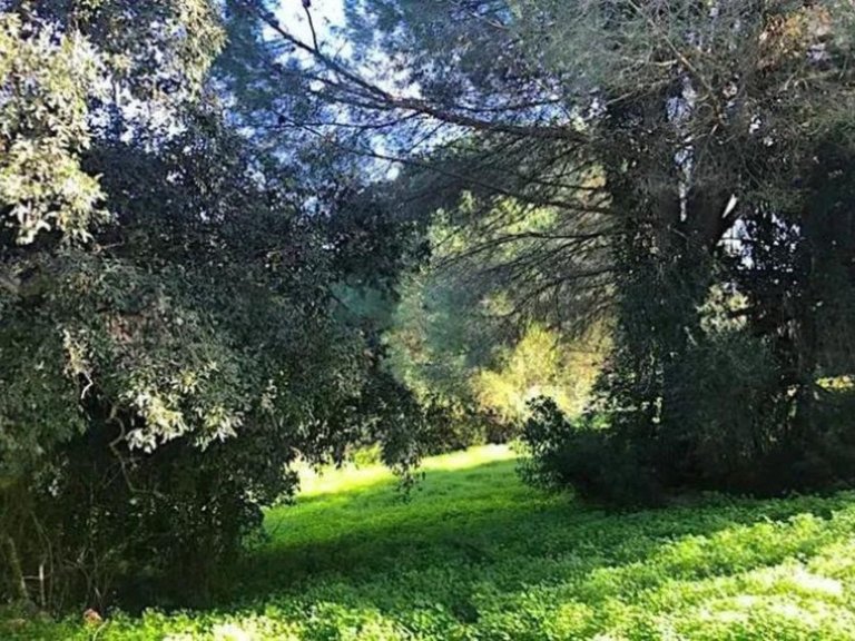 Plot for Sale in Sotogrande Alto, Cadiz 2