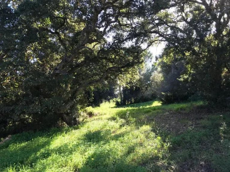 Plot for Sale in Sotogrande Alto, Cadiz 3