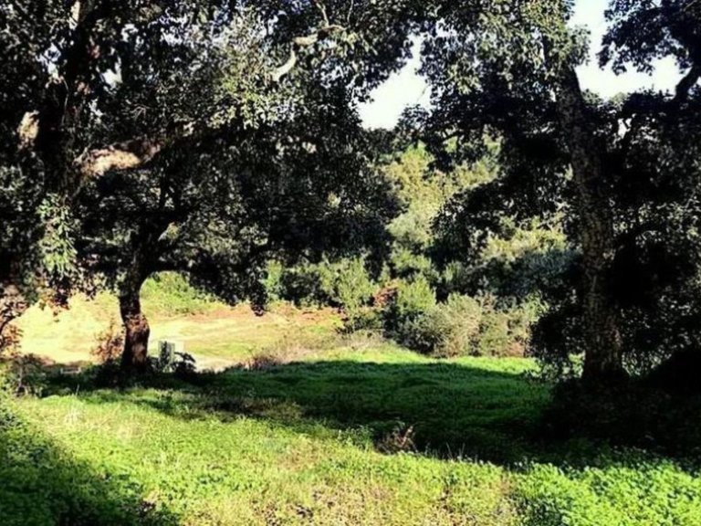 Plot for Sale in Sotogrande Alto, Cadiz 4