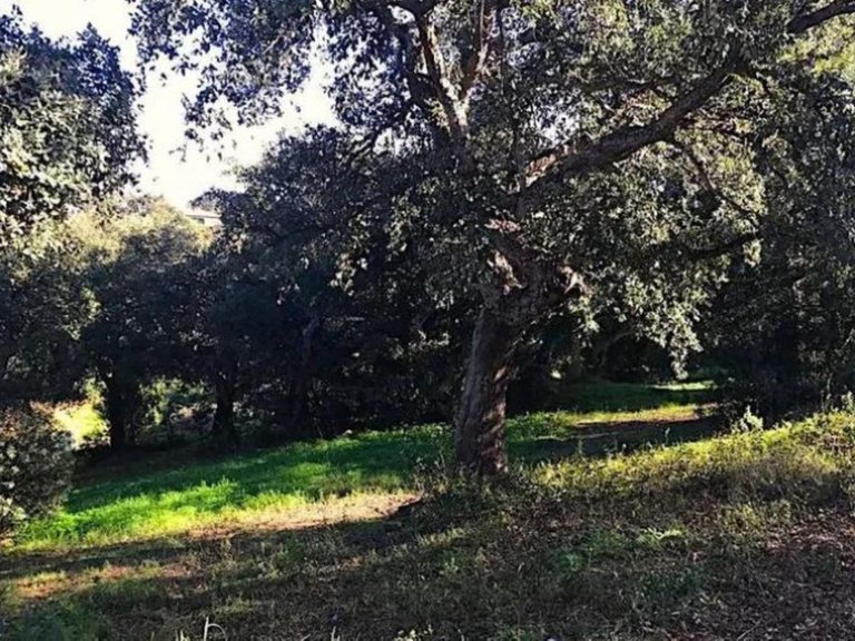 Plot for Sale in Sotogrande Alto, Cadiz 5
