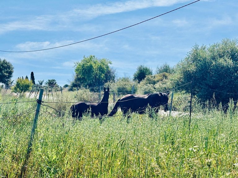 Plot for Sale in Estepona, Malaga 31