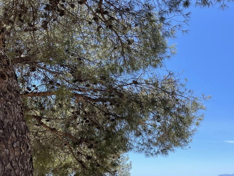 Plot for Sale in Pinares De San Antón, Malaga 4