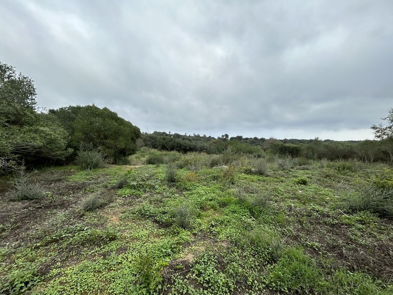 Plot for Sale in Sotogrande Alto, Cadiz 1