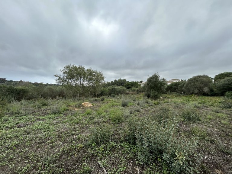 Plot for Sale in Sotogrande Alto, Cadiz 2