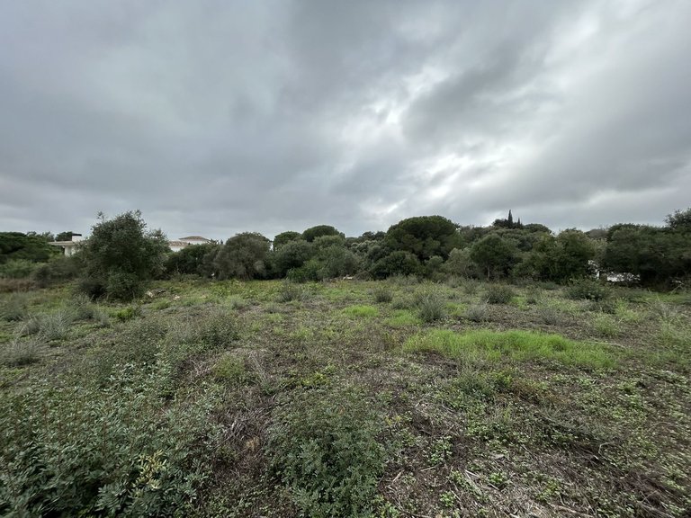 Plot for Sale in Sotogrande Alto, Cadiz 3