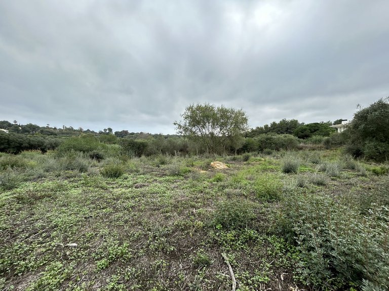Plot for Sale in Sotogrande Alto, Cadiz 4