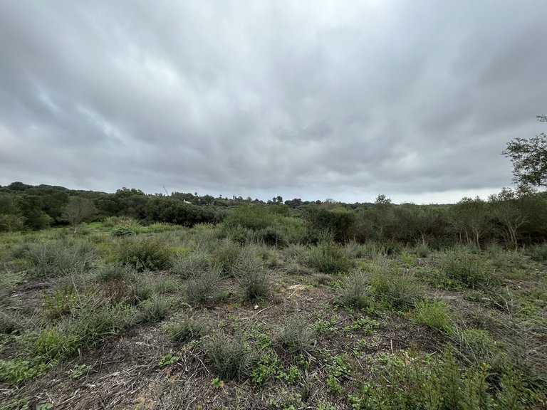 Plot for Sale in Sotogrande Alto, Cadiz 5