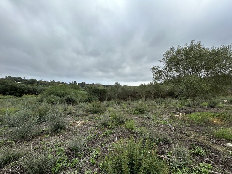 Plot for Sale in Sotogrande Alto, Cadiz 6