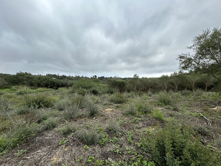 Plot for Sale in Sotogrande Alto, Cadiz 7