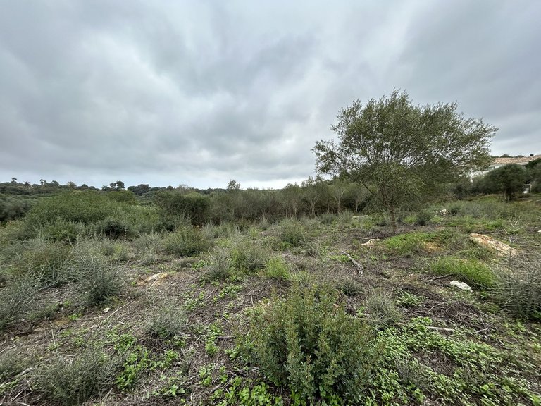 Plot for Sale in Sotogrande Alto, Cadiz 8